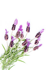 Image showing lavender papillon