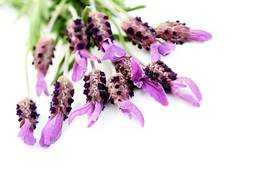 Image showing lavender papillon