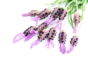 Image showing lavender papillon