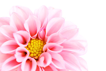 Image showing pink dahlia