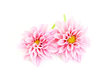 Image showing pink dahlia