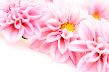 Image showing pink dahlia