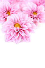 Image showing pink dahlia