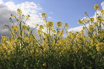 Image showing canola plants