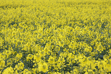 Image showing canola field