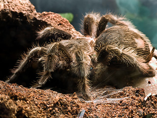 Image showing Bird eating spider