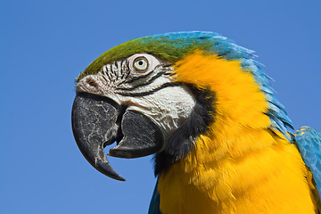 Image showing portrait of a macaw parrot