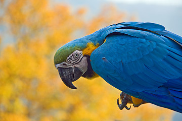 Image showing macaw parrot sitting on a branch