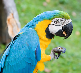 Image showing macaw parrot eating a nut