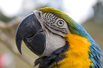 Image showing portrait of a macaw parrot