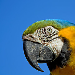 Image showing Portrait of a colorf ful macaw parrot