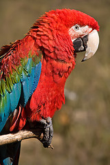 Image showing red macaw parrot sitting on a branch