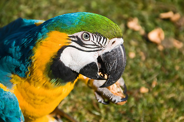 Image showing macaw parrot