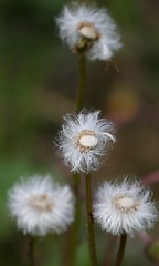 Image showing Coltsfoot