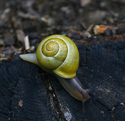 Image showing Snail