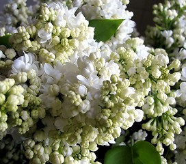 Image showing white lilac