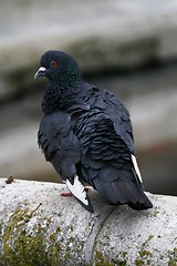 Image showing Pigeon