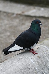 Image showing Pigeon