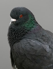 Image showing Pigeon