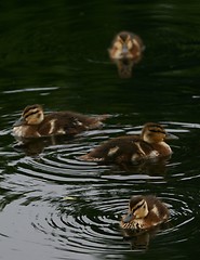 Image showing Ducklings