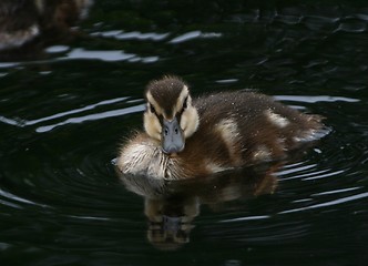 Image showing Duckling