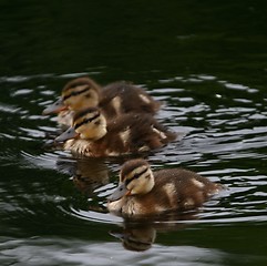 Image showing Ducklings