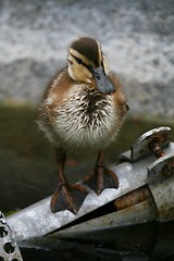 Image showing Duckling