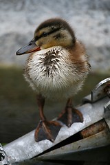 Image showing Duckling