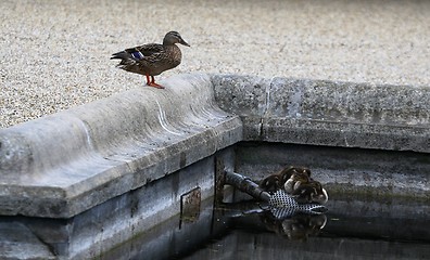 Image showing Duck watching her ducklings