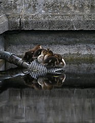 Image showing Ducklings resting