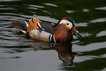 Image showing Paradise duck