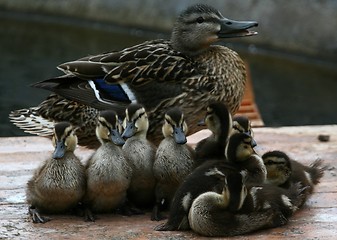 Image showing Duck with ducklings
