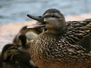 Image showing Duck with ducklings