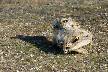 Image showing Horse Skull