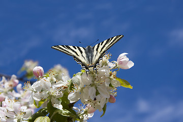 Image showing Butterfly