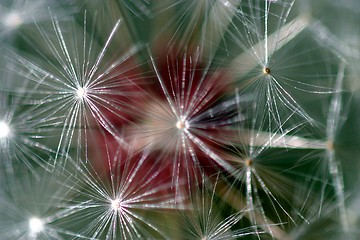 Image showing Dandelion Seed Head