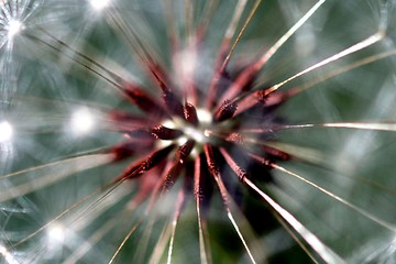 Image showing Dandelion Seed Head