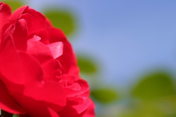 Image showing Red Rose