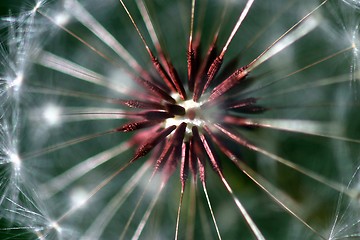 Image showing Dandelion Seed Head