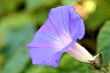 Image showing Purple Morning Glory