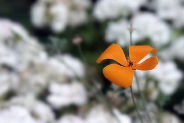 Image showing California Poppy