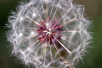 Image showing Dandelion Seed Head