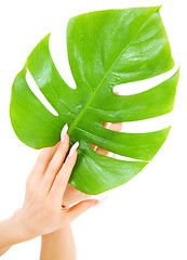 Image showing female hands with green leaf