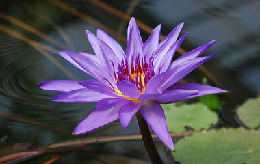 Image showing Water lilly 2