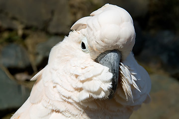 Image showing portrait of a white cockatoo