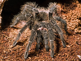 Image showing giant bird eating spider