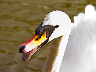 Image showing One angry swan telling you who is boss