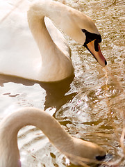 Image showing Two beautiful swans feeding in a lake