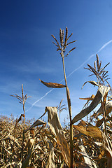 Image showing corn field