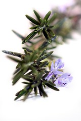 Image showing Rosemary